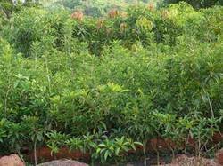 Organic Sapota Plant, Feature : Fast Growth
