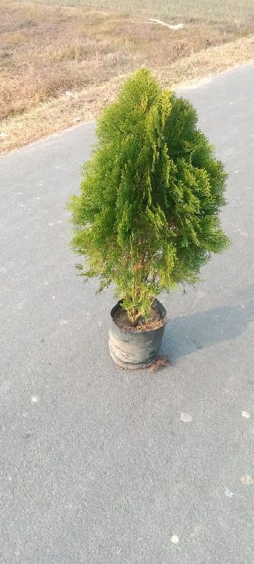 Thuja plant