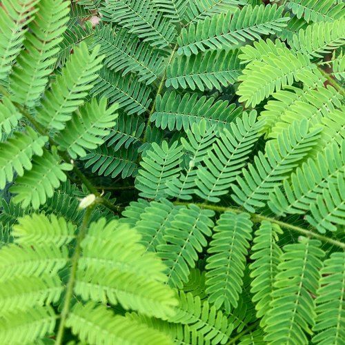 Albizia Amara Leaves