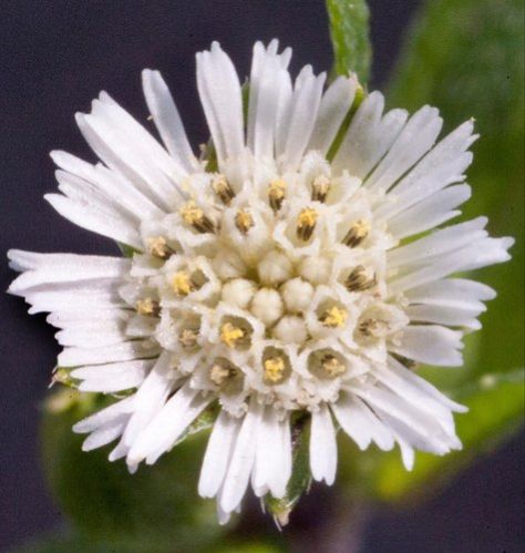 Eclipta Prostrata Roxb