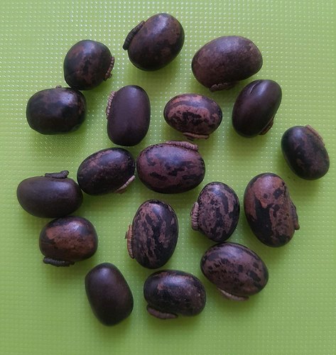 Mucuna Pruriens Seeds, Color : Purple