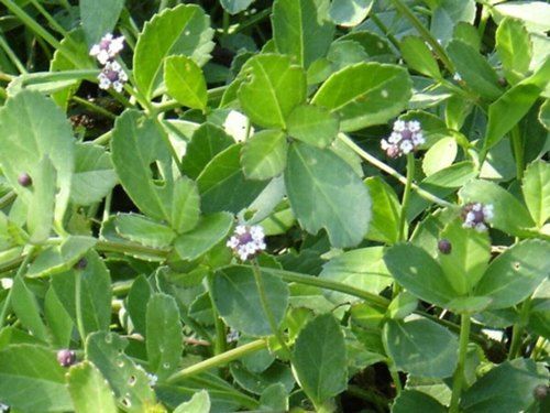 Phyla Nodiflora Powder