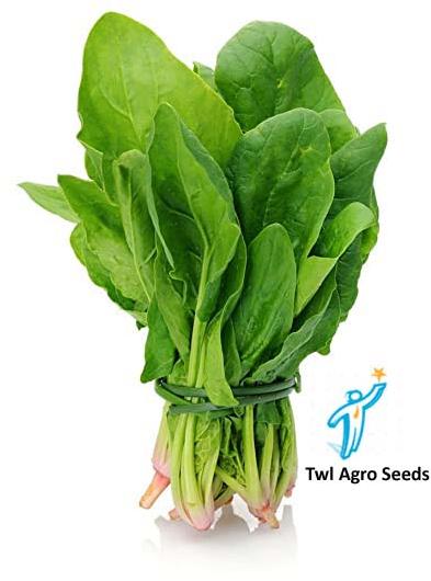 Spinach Seeds / Palak Beej, for Agriculture, Style : Natural