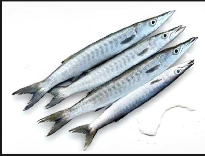 Barracuda Fish, for Cooking, Packaging Type : bag