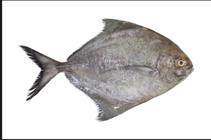 Silver pomfret fish, for Cooking, Style : Preserved