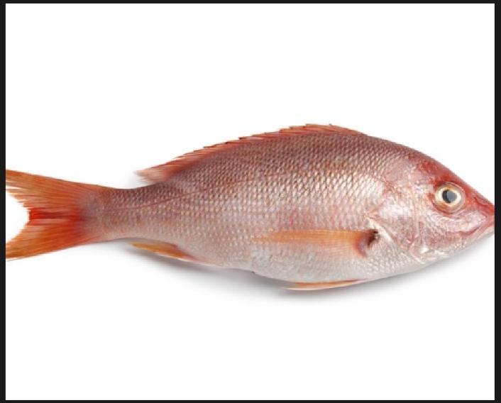 Red Snapper Fish, For Cooking, Style : Preserved