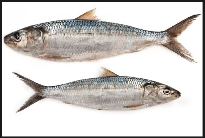 Sardinella Fish, Style : Preserved