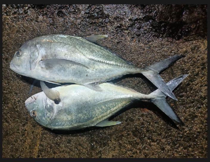 Silver Trevally Fish, Style : Preserved