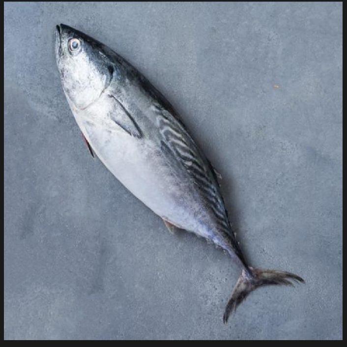 Silver tuna fish, for Cooking, Style : Preserved