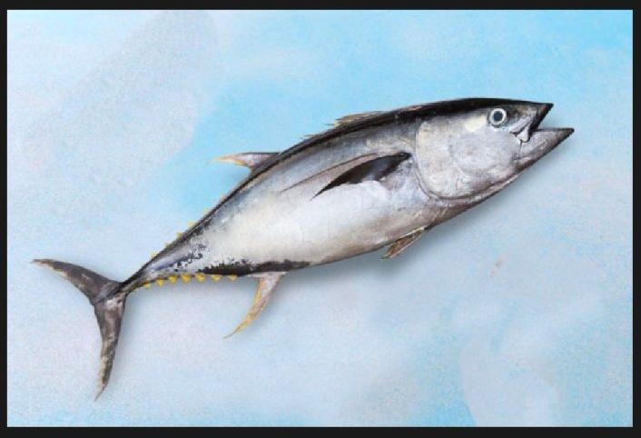 Yellowfin Tuna Fish, for Human Consumption, Style : Fresh