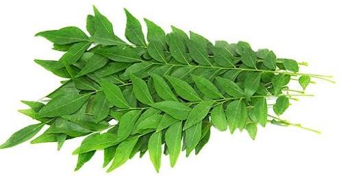 Organic Fresh Curry Leaves, for Cooking, Color : Green