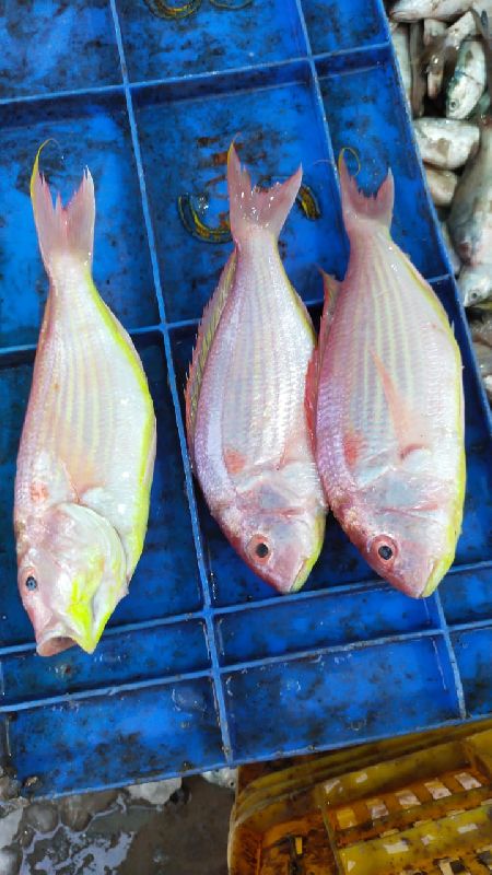 Fresh Rani Fish, Size : 4-6 Inches