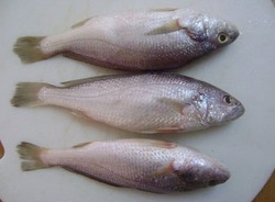 Fresh Silver Croaker Fish