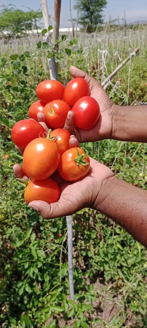 MMK EXPORT Organic fresh tomato, Shelf Life : 3-7days