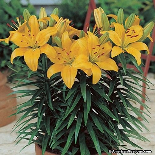 Asiatic Lily Bulbs, Color : Natural