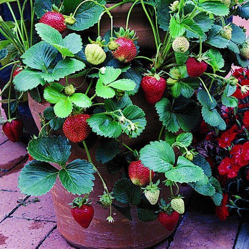 strawberry plants