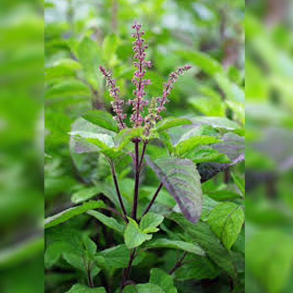 Shyama Basil Leaves