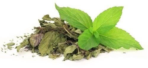 Dried Mentha Citrata Leaves