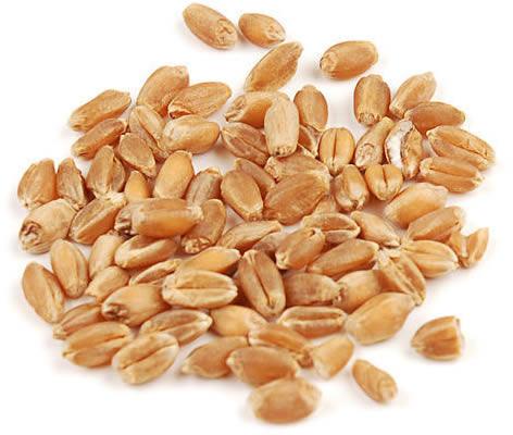 Wheat Seeds