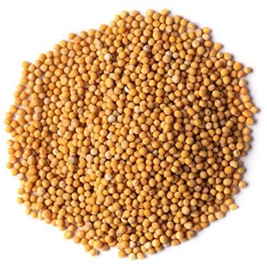Yellow mustard seeds, for Spices