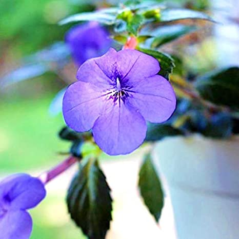 Round finger type Natural Achimenes Blue Flower Bulb, for Bouquet Packing, Gift Pack