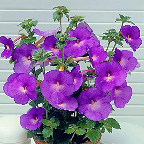 Achimenes Purple Flower Bulbs