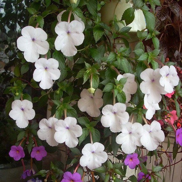 Matured Natural Achimenes White Flower Bulbs
