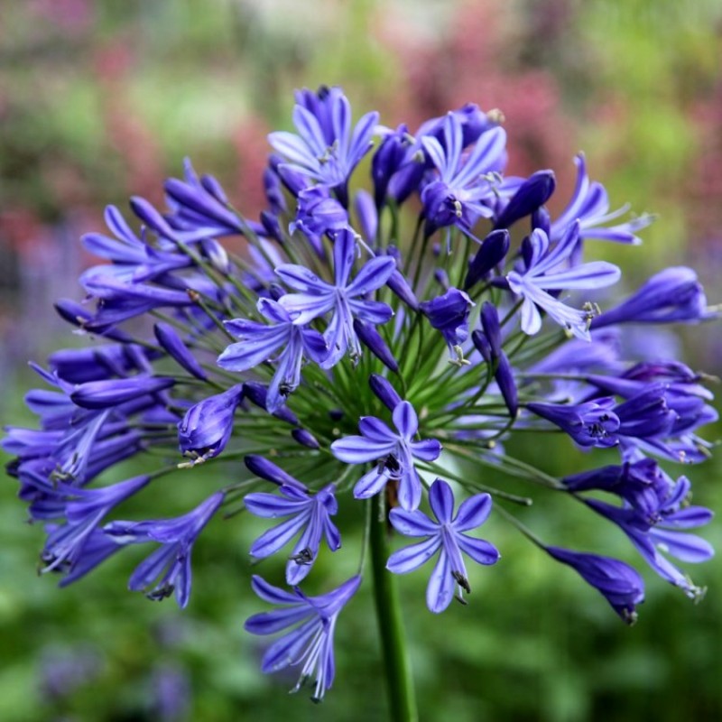 Agapanthus Blue Flower Bulbs