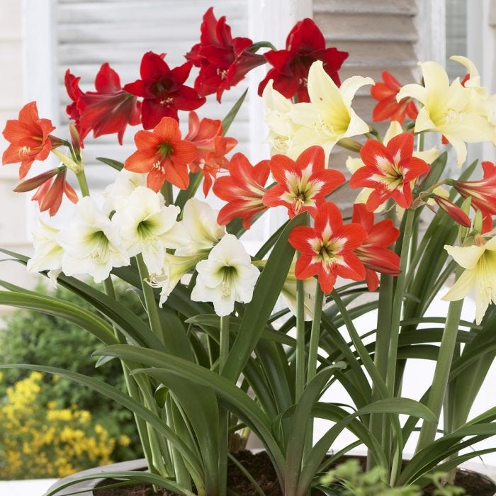 Amaryllis Lily Mix Flower Bulbs, Packaging Size : Plastic Packets