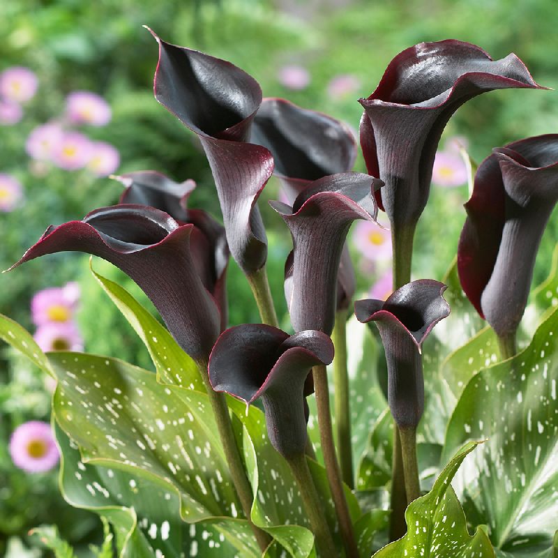 Calla Lily Black Flower Bulbs, Packaging Size : Plastic Packets