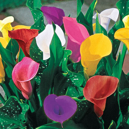 Calla Lily Mix Flower Bulbs, Packaging Size : Plastic Packets