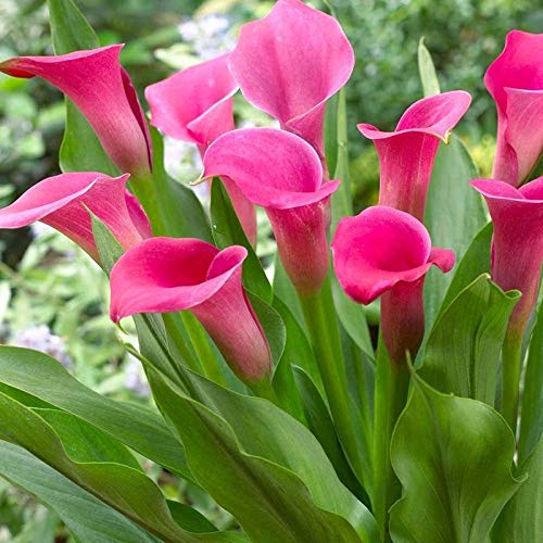 Calla Lily Pink Flower Bulb, Packaging Size : Plastic Packets