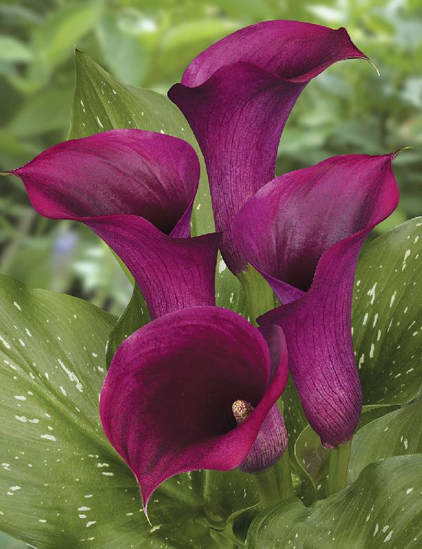Calla Lily Purple Flower Bulb, Packaging Size : Plastic Packets