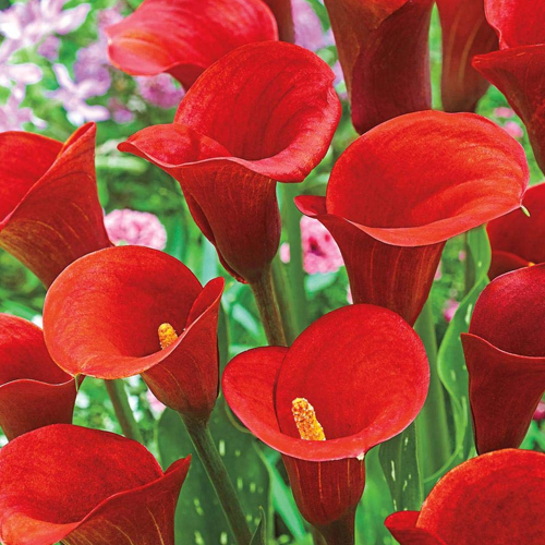 Calla Lily Red Flower Bulbs, Packaging Size : Plastic Packets