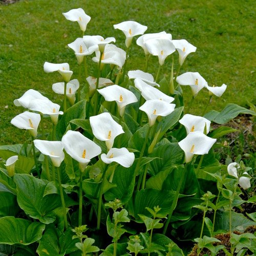 Calla Lily White Flower Bulbs, Packaging Size : Plastic Packets