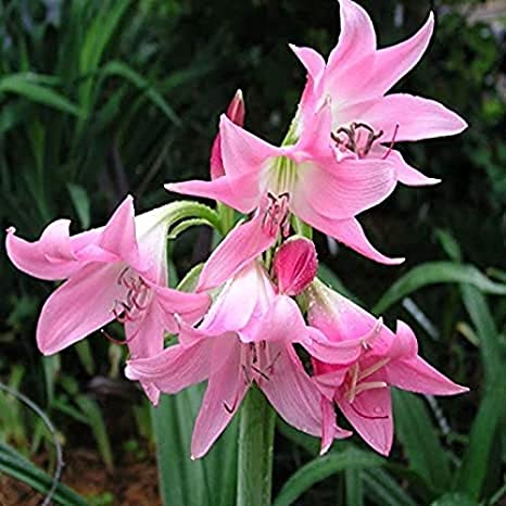 Crinum Lily Pink Flower Bulbs, Packaging Size : Plastic Packets