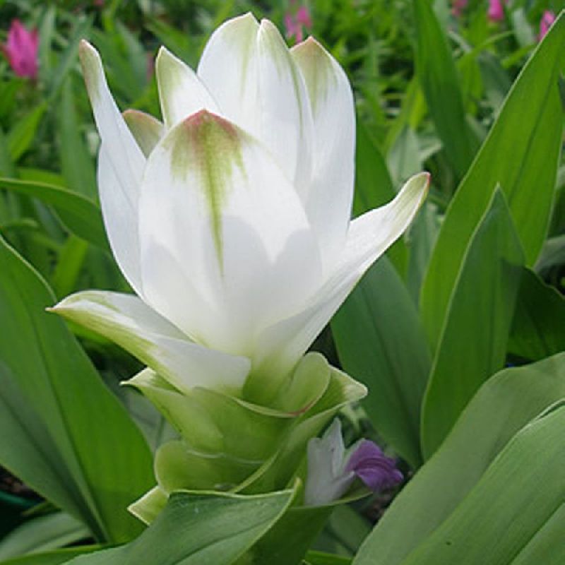 Matured Natural Curcuma White Flower Bulbs