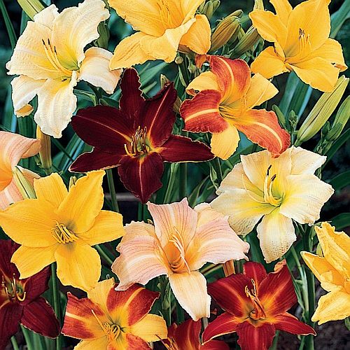 Matured Natural Daylily Mixed Flower Bulbs