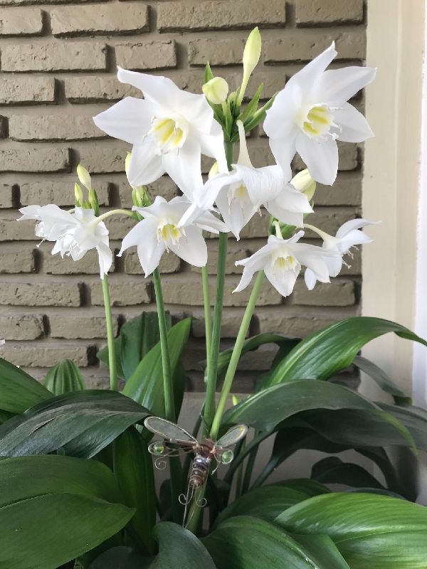 Eucharis Lily Flower Bulbs, Packaging Size : Plastic Packets, Plastic Packets