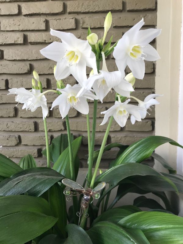 Eucharis Lily Flower Bulbs