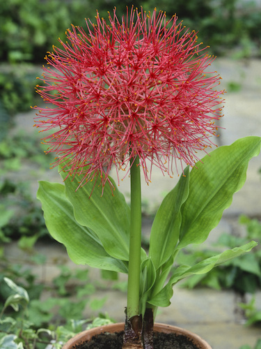 Matured Natural Football Lily Flower Bulbs