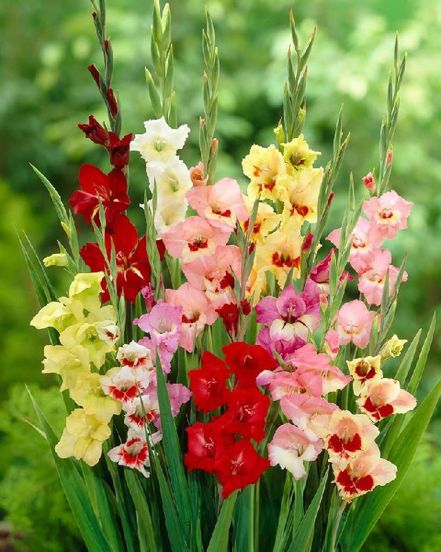 Gladiolus Mixed Flower Bulbs