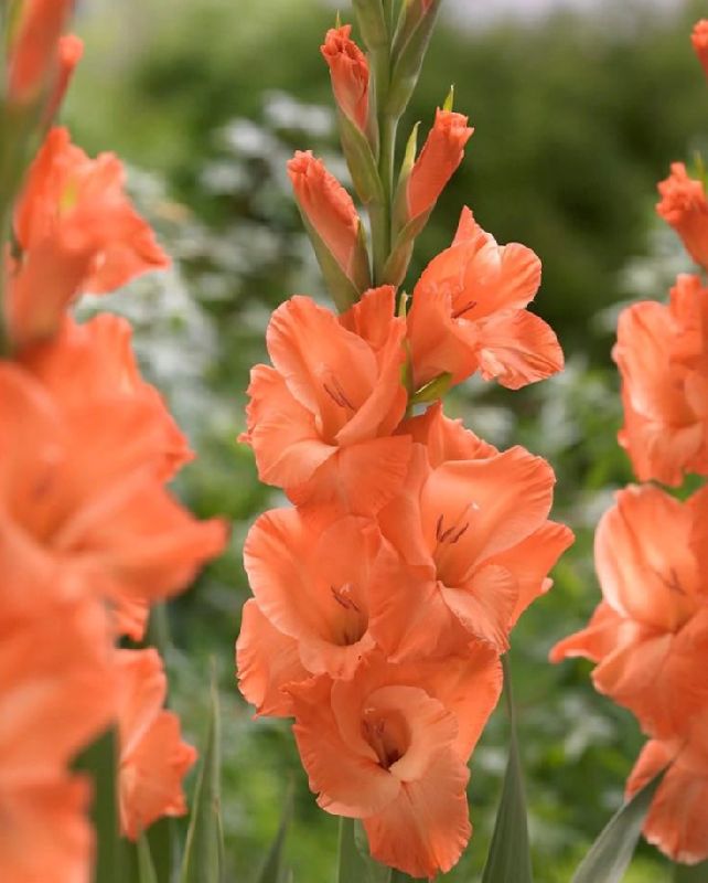 Gladiolus Orange Flower Bulbs, Occasion : Birthday, Weddings