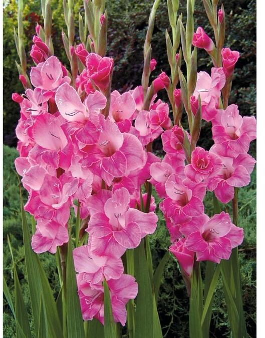Gladiolus Pink Flower Bulbs