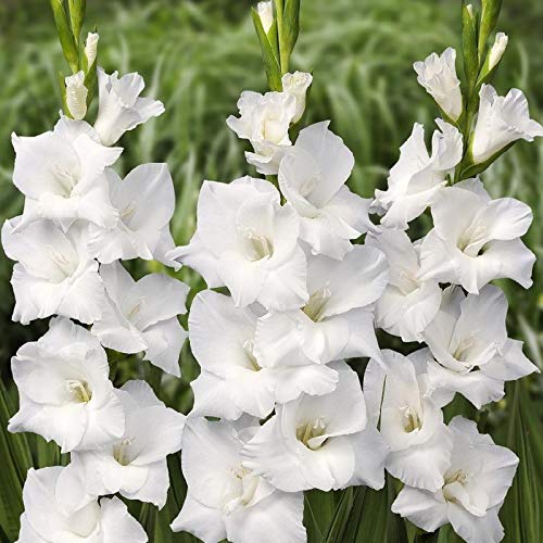 Gladiolus White Flower Bulbs