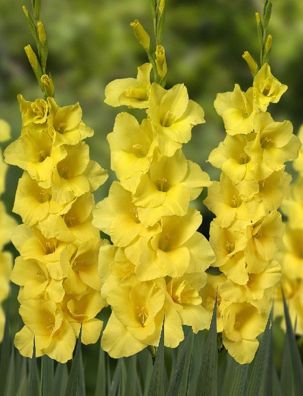 Gladiolus Yellow Flower Bulbs