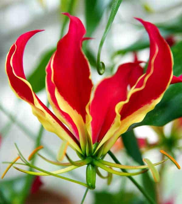 Matured Natural Gloriosa Red Flower Bulbs