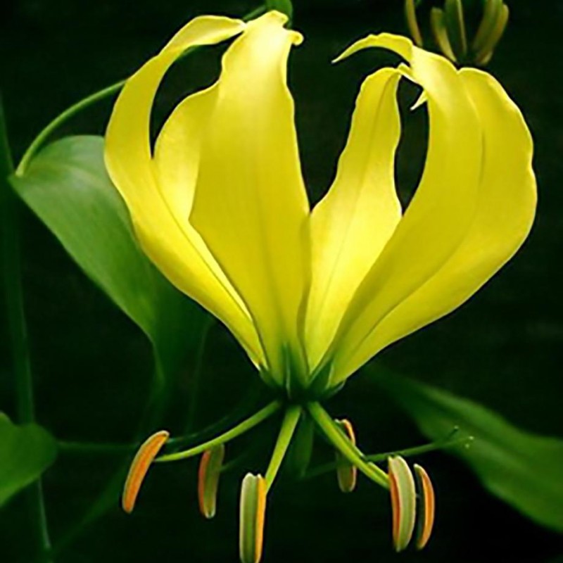 Matured Natural Gloriosa Yellow Flower Bulbs