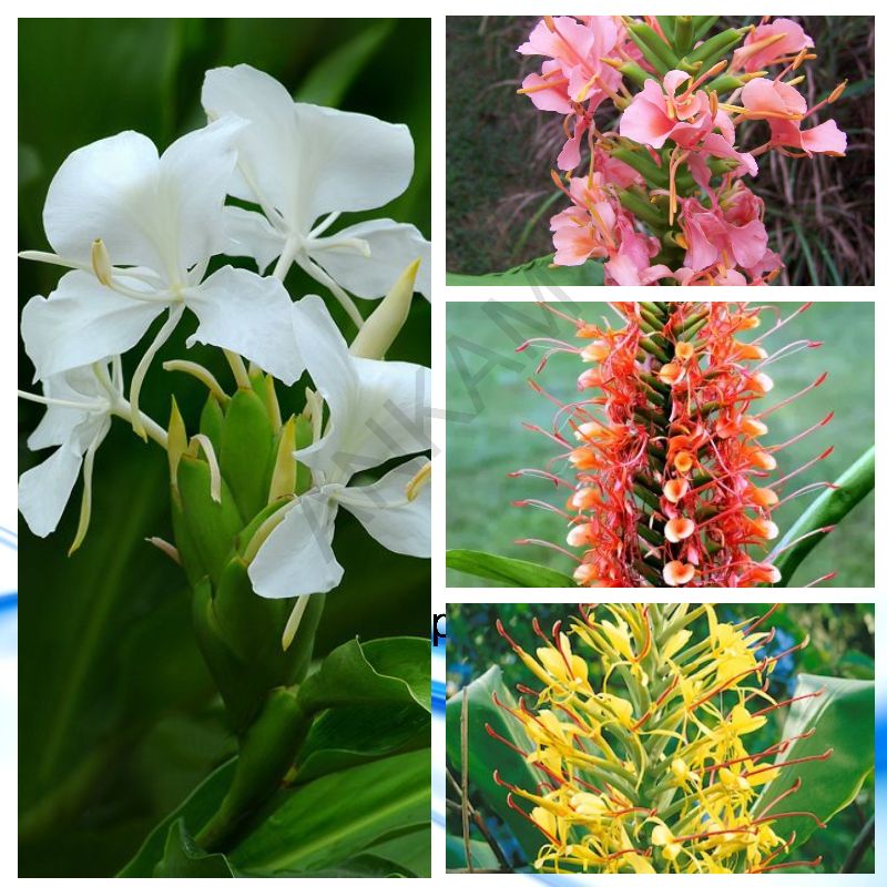 Matured Natural Hedychium Mixed Flower Bulbs, Color : White, Yellow, Pink