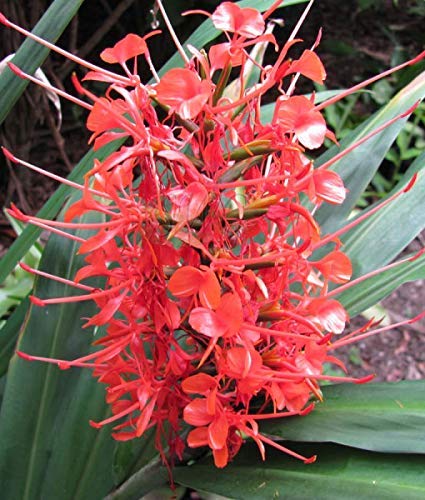 Matured Natural Hedychium Red Flower Bulbs